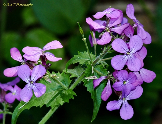 {Lunaria annua}